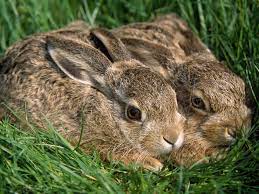 + o mulțime de imagini de fundal dragute iepuri uimitori de calitate imagini cu iepuri de pasti | stolenimg. Poze Cu Iepure De Camp Renata21 S Blog