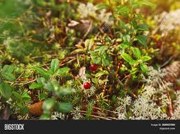 This week a little christmas elf named morgan evans stops by to spread his holiday cheer all over us. Red Berries On Tiny Image Photo Free Trial Bigstock