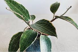 Image result for Carvalhoa macrophylla