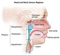 Head and neck cancer develops from tissues in the mouth, larynx (throat), salivary glands, nose, sinuses or the skin of the face. Head And Neck Cancer Types Causes Symptoms Diagnosis Treatment Survival Rate
