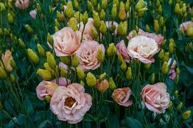 Image result for eustoma lisianthus in garden