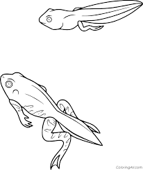 You can download and print out the coloring pages for kids toad and tadpoles from our website. Tadpole With Four Legs Coloring Page Coloringall