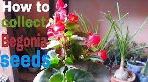 What do begonia seed pods look like. How To Collect Begonia Seeds Hindi Youtube