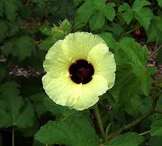Image result for Hibiscus diversifolius