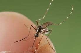 However, scratching can inflame the bites, increasing the itchiness and delaying recovery. What Makes Mosquito Bites Itch