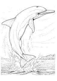 802 gif 595 841 dauphin dessin coloriage de tinker jukebox