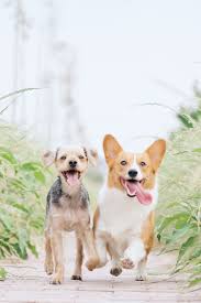 Looking to adopt a dog or puppy near san diego? Doglove San Diego