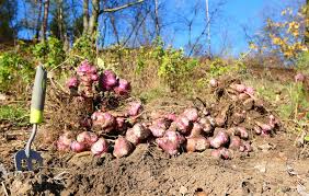 Topinambur lässt sich im garten anpflanzen und damit im winter vor der haustür ernten. Topinambur Ernten Und Lagern So Wird S Gemacht