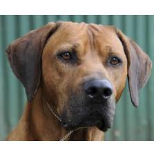 We are an akc breeder of merit and part of the akc bred with heart program. Lionsbane Kennels Rhodesian Ridgeback Breeder Hobart Tasmania