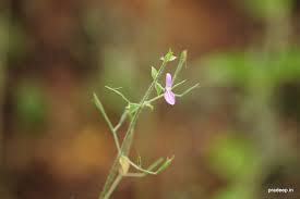 Image result for Dicliptera paniculata