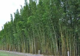 Malay dwarf bamboo can be pruned like a hedge, or left. Clumping Bamboo Woodys Nursery