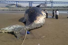 Latitude you are viewing the weather forecast in fujairah city. Fujairah Sperm Whale Skeleton Still Not Ready For Public Display United Arab Emirates The Ocean Update