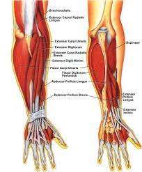 Flexion of the forearm is achieved by a group of three muscles — the brachialis, biceps brachii, and brachioradialis. Human Anatomy And Physiology Of Muscles Online On Hubpages Forearm Anatomy Human Anatomy And Physiology Anatomy And Physiology