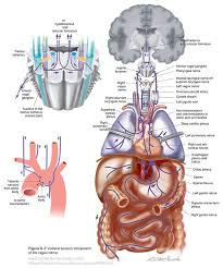 Vagus X Cranial Nerves Cranial Nerves Nerve Carotid Artery