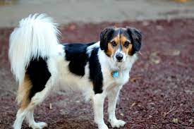 The yorkshire terrier was recognized by the american kennel club (akc) in 1885 and has since become a popular companion for many families. Border Beagle Border Collie X Beagle Mix Info Temperament Puppies Pictures