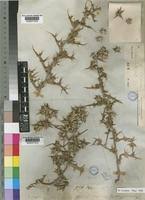 Image result for Berkheya zeyheri