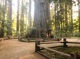 So close to the ocean, the campground can have fog in the. Henry Cowell Redwoods State Park Roadside Secrets