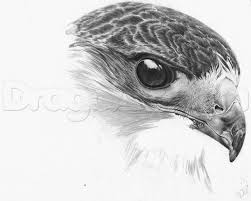 Again, practice drawing animals is always a good way to explore different forms of anatomy design. How To Draw A Realistic Hawk Step By Step Birds Animals Free Online Drawing Tutorial Added By Bird Pencil Drawing Pencil Drawings Of Animals Bird Drawings