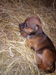 Beaglefreilauf hatten die beagles wieder jede menge spaß. Zwergpinscher Mix Welpen Abzugeben Hunde Kleinanzeigen Net