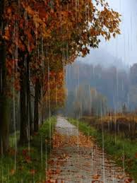 Download Animated 240x320 Autumn Rain Cell Phone Wallpaper Category Nature Autumn Scenery Autumn Rain Rain Pictures We must preserve the forests so that we have more fresh air to breathe.
