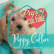 The powerful first twelve weeks that can shape your puppies' future as well as the author of when pigs fly: What Is Puppy Culture A Review Of Our Experience Joley Aire