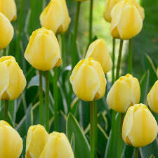 Check spelling or type a new query. Tulip Jaap Groot White Flower Farm