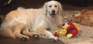 Golden retriever puppy for sale contact us for more details. 8 Best Golden Retriever Breeders In Iowa 2021 We Love Doodles
