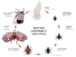 Sep 11, 2018 · methods to control spotted lanternfly that do not involve the use of chemicals include tree banding and host removal. Spotted Lanternfly Easton Bethlehem Pa Sunlight Water Us