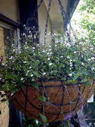 Not all varieties are currently available, but all are in production! Indoor Plants House Flowers Tahitian Bridal Veil Herbaceous Plant Gibasis Photo Characteristics And Cultivation Growing And Description