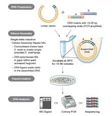 Learn vocabulary, terms and more with flashcards, games and other study tools. Foundations Of Molecular Cloning Past Present And Future Neb