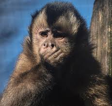 Sign up for free today! A Cute Capuchin Monkey With Its Little Hand Against Its Mouth Watches With Its Orange Colored Eyes Photograph By Carolyn Smith