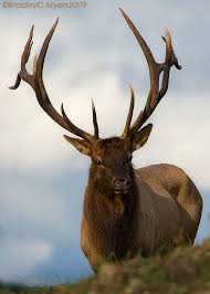 Bradley Myers Photo Blog: The Hartford Stag...