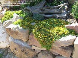 We did not find results for: Plantfiles Pictures Delosperma Species Yellow Ice Plant Delosperma Nubigenum By Ineedacupoftea