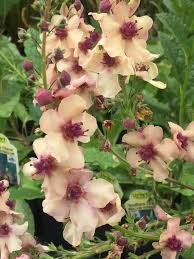 Image result for Viscum shirense