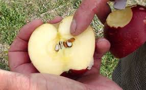A grafted tree showing two different color blossoms. The Science Of Grafted Fruit Trees Stark Bro S