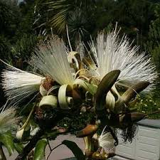 Image result for Pseudobombax