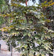 Image result for Fagus sylvatica