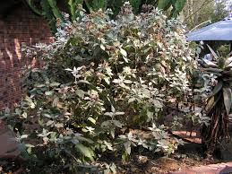 Image result for Barleria albostellata