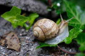 Der engländer wohnt im roten haus.der spanier hat einen hund. Schnecke Mit Kaputtem Haus Retten Berufungtier De Tierblog