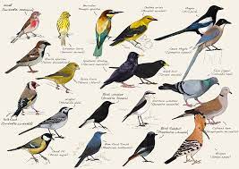 a small guide of the common birds of almeida cizimler kus