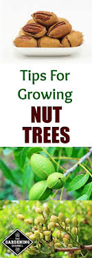 Plums (american, hortulan, mexican, wildgoose) all 20 ft. Grow Your Own Nut Trees 6 Types Of Nut Trees To Grow In Your Yard Growing Fruit Fruit Plants Fruit Garden