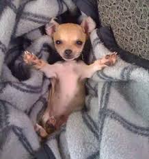 625 free images of chihuahua / 7. Should You Rescue A Chihuahua Or Buy One From A Breeder I Love My Chi