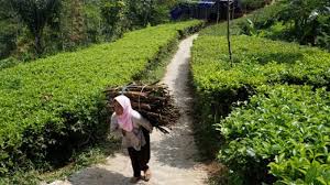 Kebun teh nglinggo ini terletak di desa wisata nglinggo, kabupaten kulon progo. Retribusi Kebun Teh Nglinggo Tritis Diusulkan Jadi Satu Tribun Jogja