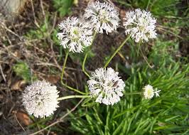 Browse pictures and read growth / cultivation information about barbara's buttons, puffballs (marshallia caespitosa) supplied by member gardeners in the plantfiles database at dave's garden. Photo Of The Entire Plant Of Barbara S Buttons Marshallia Caespitosa Posted By Lindatx8 Garden Org
