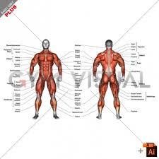 Looking for a good deal on muscle torso? Body Muscles Male With Description