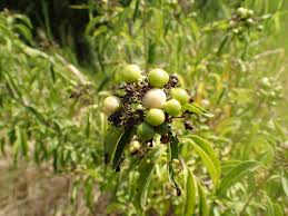 Image result for Volkameria glabra