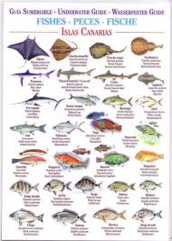 Fishes Waterproof Field Guide