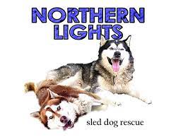 It is in posey county, indiana and the volunteers there need your help for you to adopt a puppy! Pets For Adoption At Northern Lights Sled Dog Rescue Siberian Husky Alaskan Malamute In Indianapolis In Petfinder