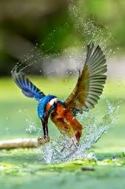 D67890 Magnificent Kingfischer Cutiesom Blogspot Com Wildvogel Exotische Vogel Vogel Fotos