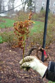 Maybe you would like to learn more about one of these? Rose Rosette Disease Scott Arboretum